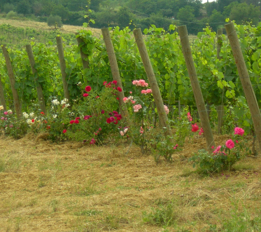 rose nei vigneti