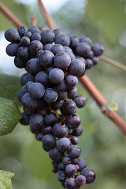 Неббиоло виноград