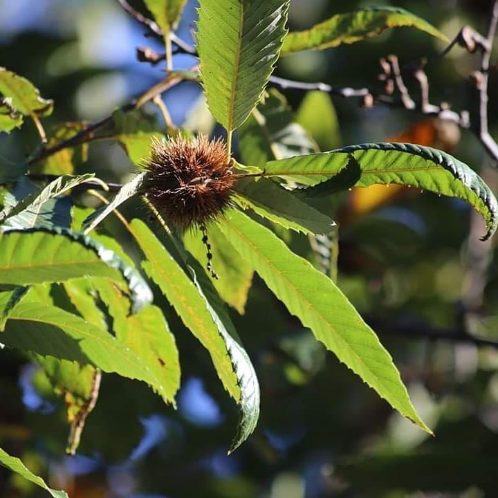 castagne