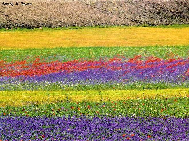 http://www.italia-ru.it/files/fioritura_castelluccio_norcia.jpg