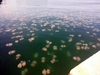 Медузы заполонили прибрежные воды острова Эльба