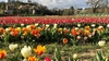 В Риме вновь открывается сад тюльпанов: на этот раз, он расположился в Казилино