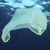 Marine litter 2015: в рейтинге "Самое грязное море Италии" "пальмовая ветвь" при