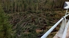 Сосны, сломавшиеся под шквалом непогоды в лесах Северной Италии, станут рождеств