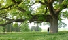 370-летний тосканский дуб стал первым "зеленым" памятником Италии