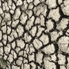 Из-за засухи жители Тосканы рискуют столкнуться с перебоями в водоснабжении