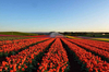 Милан как Амстердам: близ города высадят огромную тюльпановую плантацию
