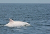 В Адриатическом море появился дельфин-альбинос