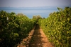 Гарда - единственная винодельческая зона, вошедшая в рейтинг от Wine Enthusiast