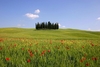 В Италии впервые отпразднуют День Пейзажа
