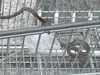 В Милане клиент супермаркета обнаружил в тележке полутораметровую змею