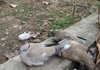 Причиной массового падежа птиц в Италии возможно стал вирус