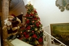 Рождество, живые ели наиболее востребованы итальянскими семьями