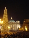Австрийская ель украсит площадь Святого Петра на Рождество 