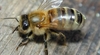 Пчелиный рой парализовал исторический центр Фаэнцы