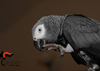 В провинции Фоджи неизвестный бросил экзотического попугая стоимостью более 1000