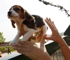 В Ломбардии закрыт центр разведения собак для вивисекции