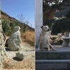 На острове Искья установят статую собаки, которая жила на могиле хозяина