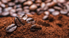 Кофе снижает рост раковых клеток меланомы