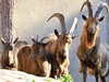 В Биопарк Рима доставили диких коз с острова Монтекристо