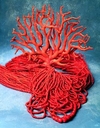 В Катании проходит выставка коралловых шедевров
