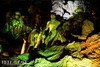 В Апулии можно увидеть уникальное театрально-акробатическое шоу под землей