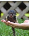 В римском биопарке появились новые жители – самые маленькие в мире обезьянки