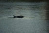 В водах реки Арно живет молодой дельфин