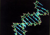 С помощью анализа ДНК теперь можно будет установить, доживет ли человек до 100 л