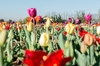 Открыта для посещений грандиозная плантация тюльпанов под Миланом