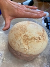 В Бергамо между таможенными посылками в аэропорту обнаружили настоящее яйцо дино