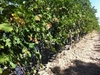 Виноградники Бароло - самые дорогие среди всех винных плантаций Италии