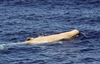 Белый кит замечен туристами на Сардинии