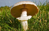 В итальянском регионе Молизе нашли гигантский гриб весом 15 килограммов