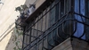 В Турине будут судить владелицу кота, упавшего с 8 этажа на голову прохожему