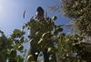 В 2020 году итальянское производство оливкового масла первого отжима сократится 