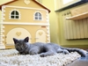 В Павии открылся 5-звездочный отель для кошек