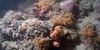 Апулия как Мальдивы: обнаружен первый крупный коралловый риф в Италии
