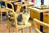 В Италии открывается первое "кошачье" кафе