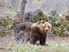 В Абруццо медведь загнал туристов на дерево