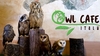 В Италии открылся первый совиный бар, owl-cafe 