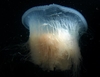 Дримонема: появление медузы внушительных размеров  зарегистрировано в Адриатичес