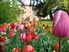 Messer Tulipano: 90 тысяч весенних цветов в замке Пралормо