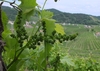 С 2019 года на итальянских виноградниках, производящих Просекко, запрещены герби