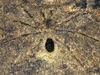 Во Фриули найден предок тарантула, живший 215 млн лет назад