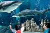 В Каттолике вертеп установили в аквариуме с акулами