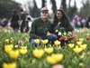Миланский сад тюльпанов переехал из Корнаредо в Арезе