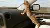 В провинции Ареццо кошка закрылась в автомобиле своих хозяев