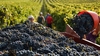 Урожай винограда 2020: рекорд остается в Италии; производство 47,2 млн гектолитр