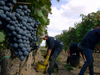 С сегодняшнего дня начинается сбор урожая винограда сортов Пино Неро и Шардоне 